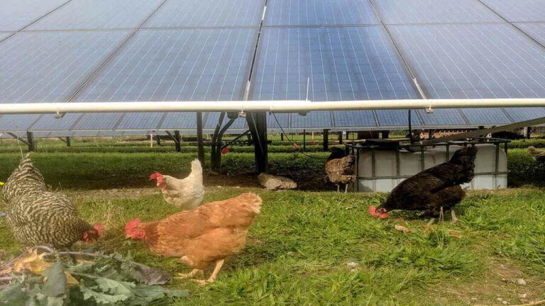 Enerji depolama için ilginç çözüm: Tavuk yağı!