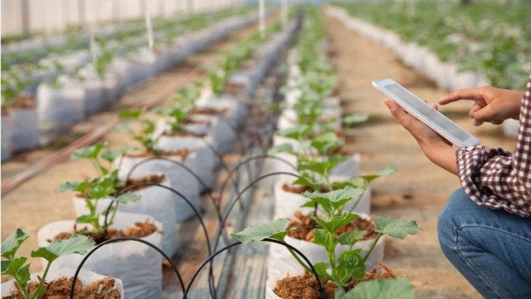 Agrivoltaik sistemler, çiftçilerin verimliliğini artıracak!